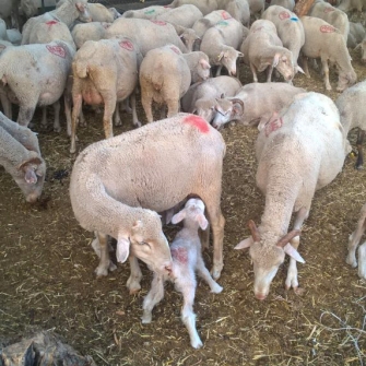 Pecore di Cesi