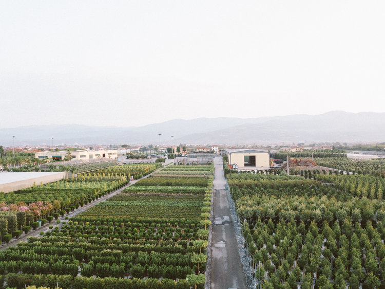 Plant Nursery in Pistoia